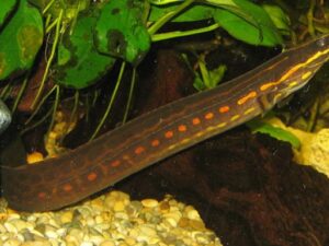 Anguila de fuego (mastacembelus eryrthrotaenia)8-9cm