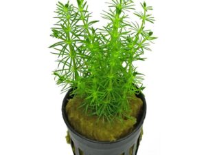 Bacopa myriophylloides