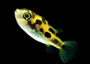 Carinotetraodon travancoricus (pez globo enano) 1-1