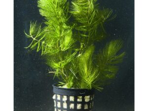 Ceratophyllum Demersum (Cola de Zorro)