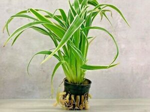 Cholophyllum Bichetii
