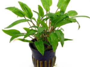 Cryptocoryne wendtii green