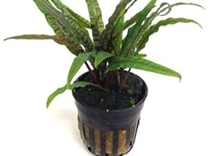 Crytocorine balansae