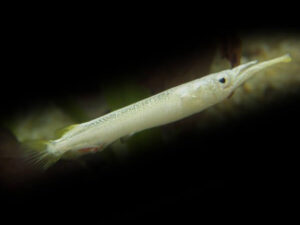 Dermogenys pusillus White 3-4cm