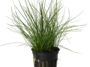 Eleocharis Parvulus