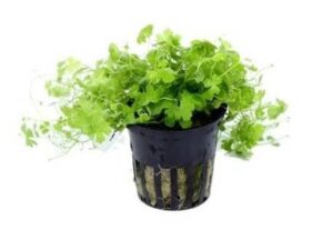 Hydrocotyle Tripartita