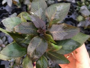 Hygrophila compacta mini