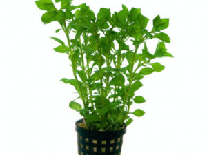 Ludwigia Palustris Green