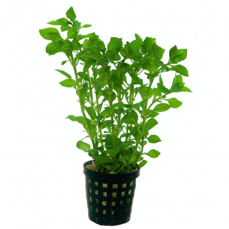Ludwigia Palustris Green