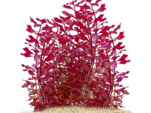 Ludwigia Palustris Super Red