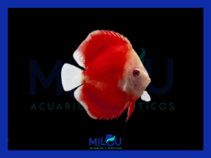 Disco Red Melon (5-6cm)