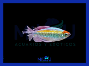Tetra del Congo (5cm)