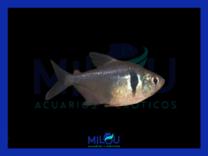 Tetra Fantasma Negro (2-3cm)