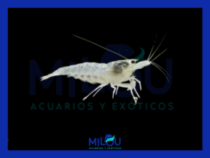 Caridina Japónica Multidentata