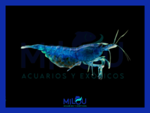 Neocaridina Blue