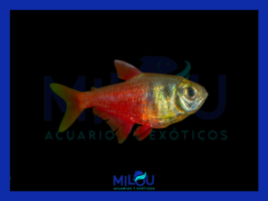Tetra Flama (2-3cm)