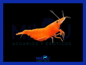 Neocaridina Orange