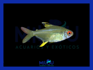 Tetra Limón (2-2,5cm)