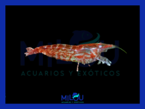 Neocaridina Red Cherry