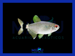 Tetra Ojos Rojos (2-3cm)