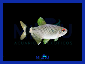 Tetra Ojos Rojos (2-3cm)