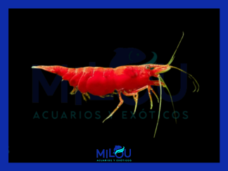 Neocaridina Red Sakura