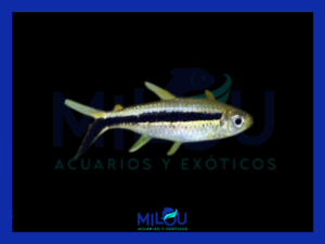 Tetra Pingüino (2-3cm)