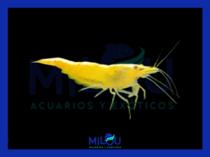Neocaridina Yellow Neon
