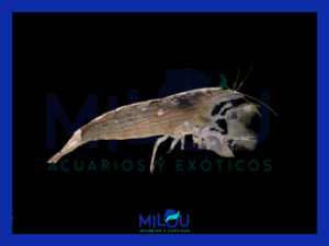 Gamba Filtradora (8-9cm)