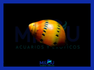 Caracol Cebolla Naranja