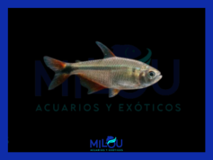 Tetra Buenos Aires (2-3cm)