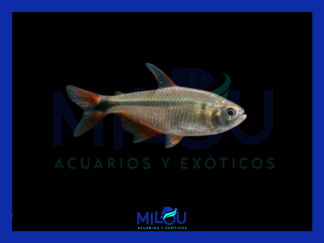 Tetra Buenos Aires (2-3cm)