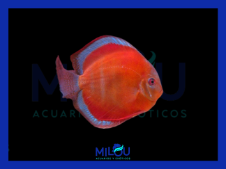 Disco Sanmerah (5-6cm)