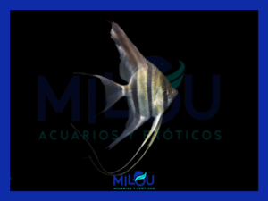 Escalar Altum Orinoco