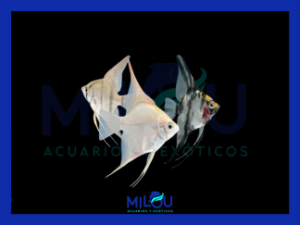 Escalar Pterophyllum Aleatorio (3-3,5cm)