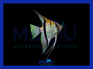 Escalar Pterophyllum Amazon (3-3,5cm)