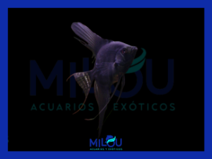 Escalar Pterophyllum Negro (3-3,5cm)