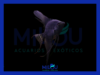 Escalar Pterophyllum Negro (3-3,5cm)