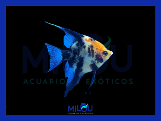 Escalar Pterophyllum Koi (3-3,5cm)