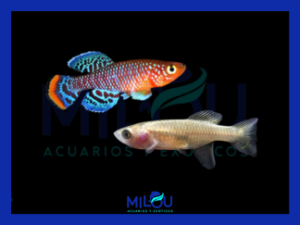 Nothobranchius Rachovi