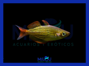 Melanotaenia Maccullochi