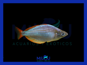 Melanotaenia Praecox