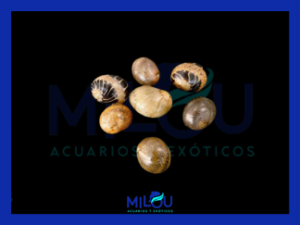 Caracol Clithon Fancy
