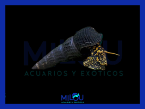 Caracol Conejo Negro/Amarillo