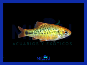 Barbo Gold
