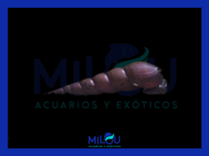 Caracol del Diablo