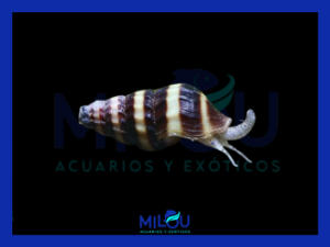 Caracol Asesino