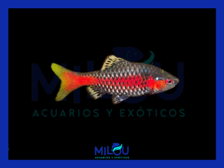 Barbo Odessa