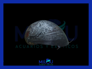 Caracol Neritina SP