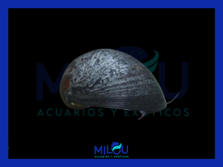 Caracol Neritina SP